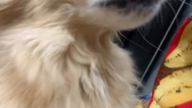 Плов с говядиной и айвой!😋 смотреть онлайн