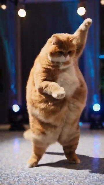 Кот поймал ритм и больше не отпустил смотреть онлайн