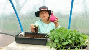 Пикировка капусты в стаканчики и пересадка рассады ка