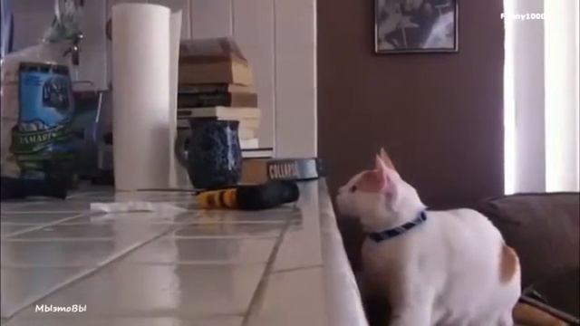 Котоматрица в действии:) смотреть онлайн