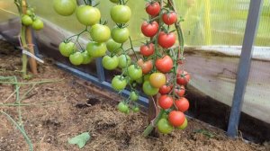 томат Дружная Семейка