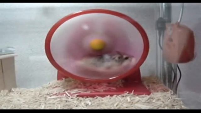 Прикольный хомяк лучшие приколы#про# животных# смотреть онлайн
