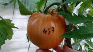 457 Минусинские плоские сердца