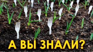 ЭТИ садовые лайфхаки СПАСУТ ваш урожай! Как упростить жизнь в огороде?