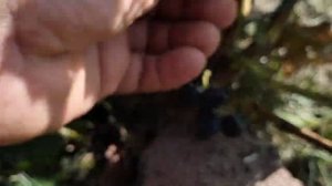 Новинка ! сорт винограда Черномор! кишмиш 1 класса!