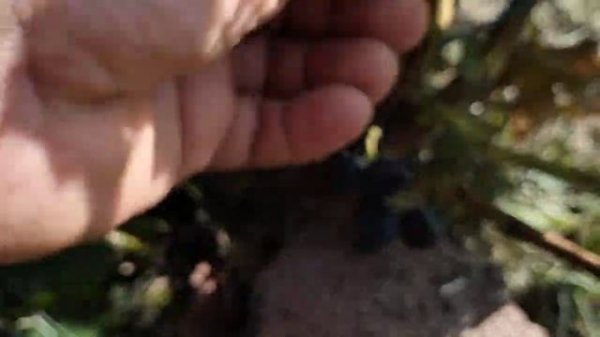 Новинка ! сорт винограда Черномор! кишмиш 1 класса!