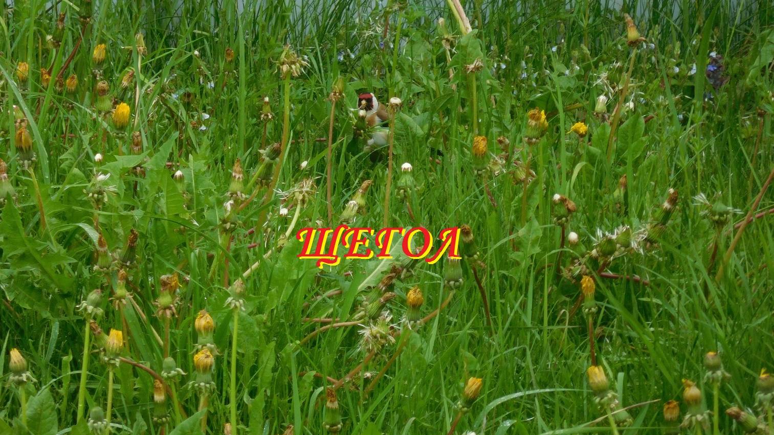 Щегол смотреть онлайн