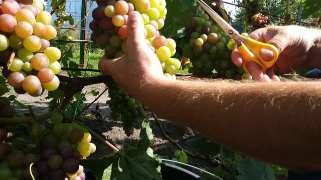 Виноград.Если грозди очень плотные , выстрегаем. смотреть онлайн