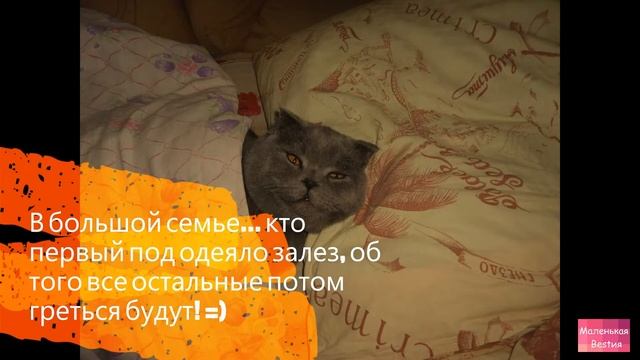 Лучшие котоприколы - FUNNY CATS #1