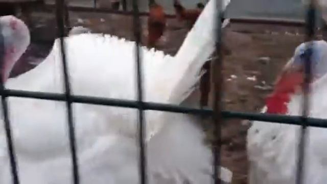 Индюки ругаются (ржака)