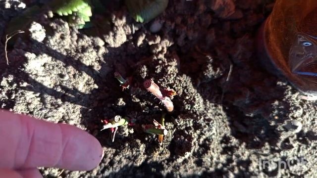 💥Как укоренить розы🌹💥 и не потерять черенки в зимн? смотреть онлайн