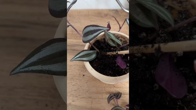 Сломала традесканцию зебрину. Минусы: тонкая, хрупкая.