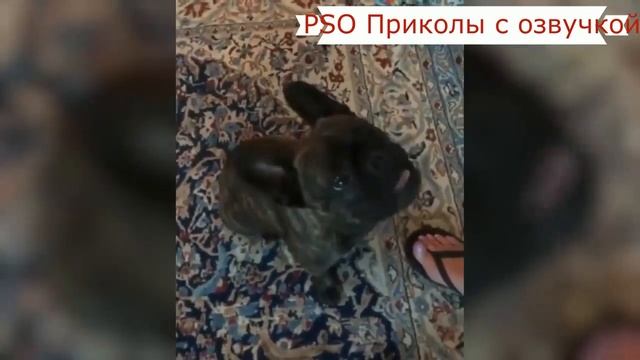 Приколы с котами с ОЗВУЧКОЙ – СМЕШНЫЕ КОТЫ и КОШКИ 2019 до СЛЁЗ PSO смотреть онлайн