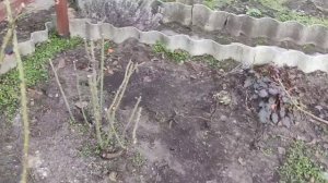 ПОДВЯЗЫВАЕМ ПЛЕТИСТЫЕ РОЗЫ ПРАВИЛЬНО. КАК ЗАКРЕПИТЬ Н