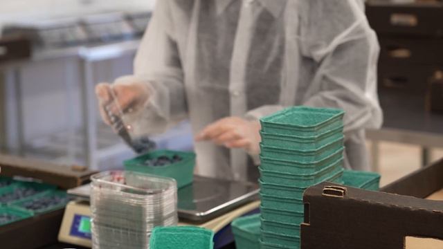 Цех сортировки и фасовки свежей жимолости