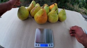 Груша Маргарита Марилья