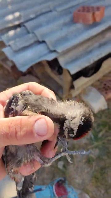 голые девушки смотреть онлайн