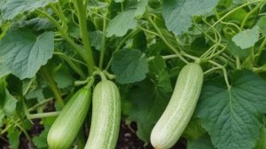 Огурцы Серпантин f1 высокая урожайность и неприхотливость гибридного сорта - Овощи