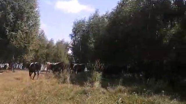 Прикол - Неудачная рыбалка.Коровы. Коровозавры смотреть онлайн