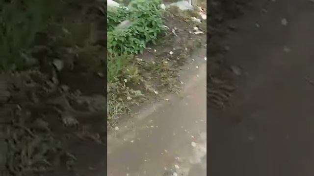 Прикол Коза сожрала документы