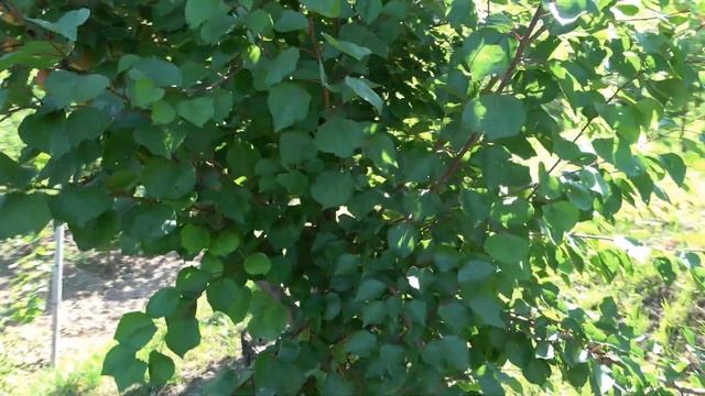 Абрикос Киевский Красень