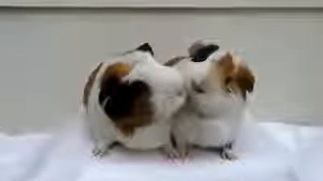 Морские свинки смотреть онлайн