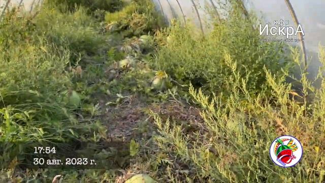 Фермерские будни 29-31 августа 23г. Новопавловск. БДМ. Про смотреть онлайн