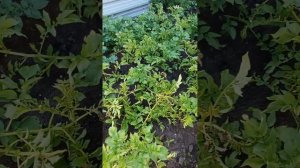 Борьба с болезнью картофеля, найден выход 👍