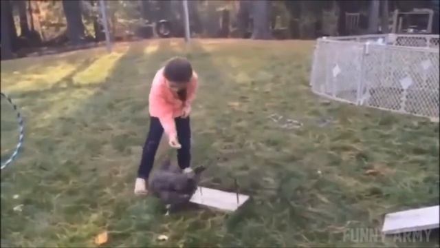 Дресированная курица Приколы