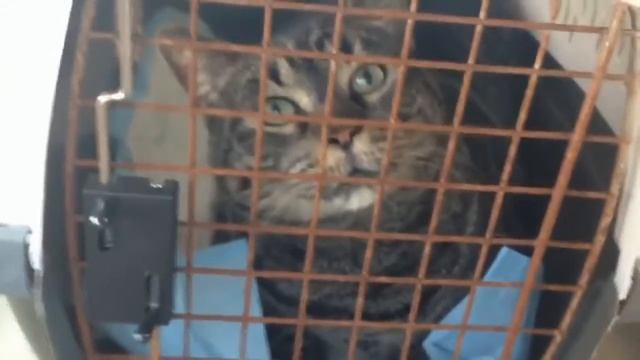 Смешные коты Приколы с котами смотреть онлайн