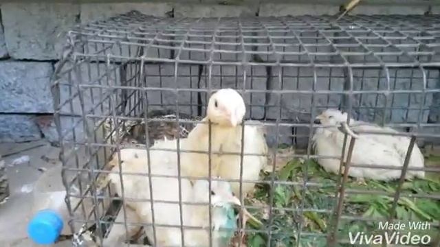 Прикольные перепелки смотреть онлайн