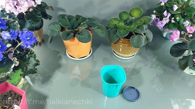 Фиалки на переукоренении. Что делать с фиалками через