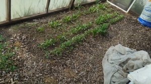 Посадка огурцов в теплице