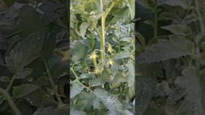 Помидоры зацвели что нужно сделать