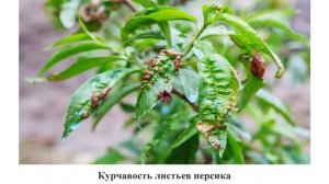 Курчавость листьев и другие болезни персика