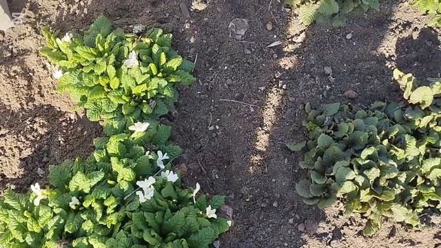 Первые Цветы Весной 2025 смотреть онлайн