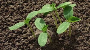 Секретный полив огурцов после всходов: раскрываю все тонкости!