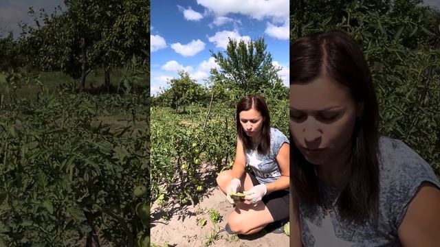 Вершинная гниль на томатах. Подкормка. смотреть онлайн