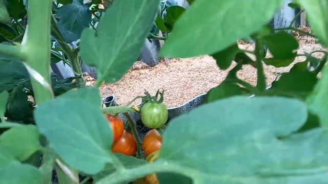 Почему нужна листва томатам 28.07.24г. смотреть онлайн