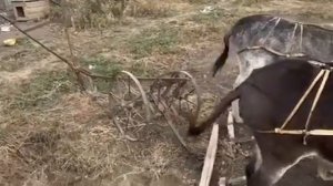 ЛОШАДИ🐎КАК НА КУБАНИ КАПАЮТ КАРТОФЕЛЬ ИШАЧКАМИ🥔👍?