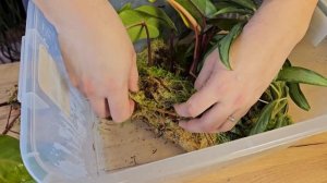 Спасаю филодендрон. Разоблачение популярного метода ?