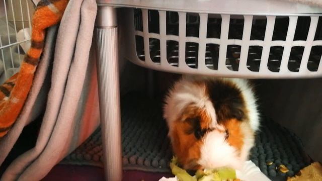 морското свинче Джъмбо яде броколи , Guinea Pig Jumbo Has Eating Broc