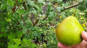 Груша Мраморная.