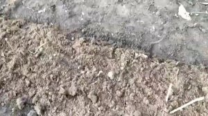 Размножение ремонтантной малины осенью.