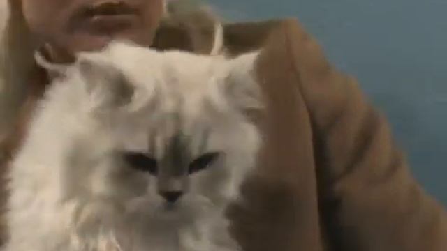 Клип №0220 - выставка кошек PCA online смотреть онлайн