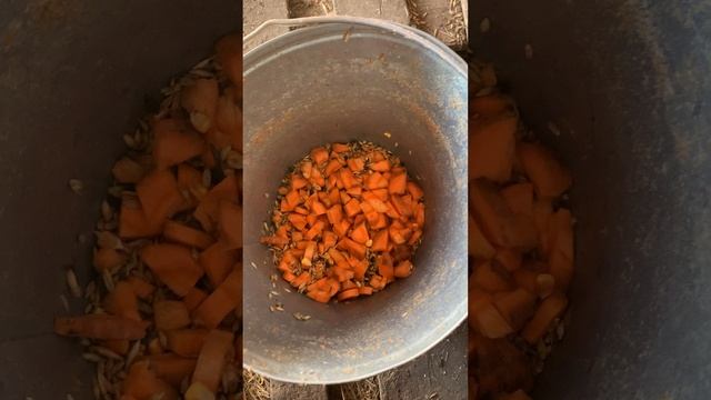 Как повысить удои у коз. Чем кормить коз для высоких удоев. Овощи морковь свекла картофель для коз. смотреть онлайн