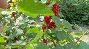 Красная смородина "Ровада" и "Руднеус"