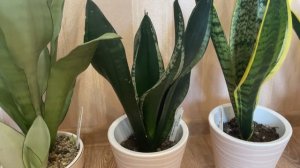 Обзор сансевиерий Робуста, Муншайн, Уитни, Лауренти, Г?