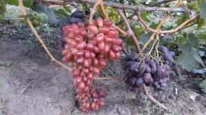 Виноград Калугіна Шовковичний та Фаберже.