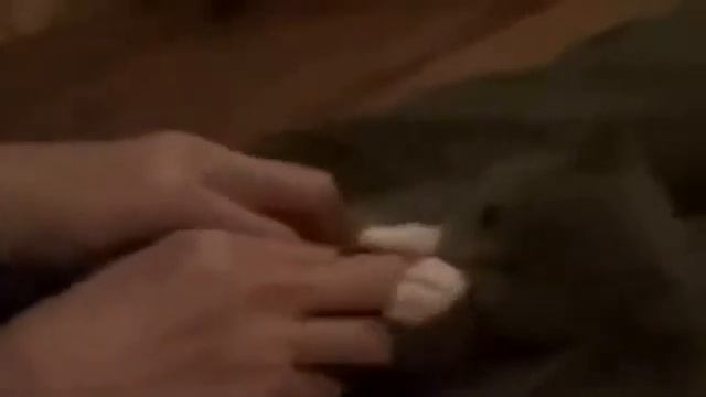 Самые смешные приколы с животными со всего света animals from around the world смотреть онлайн